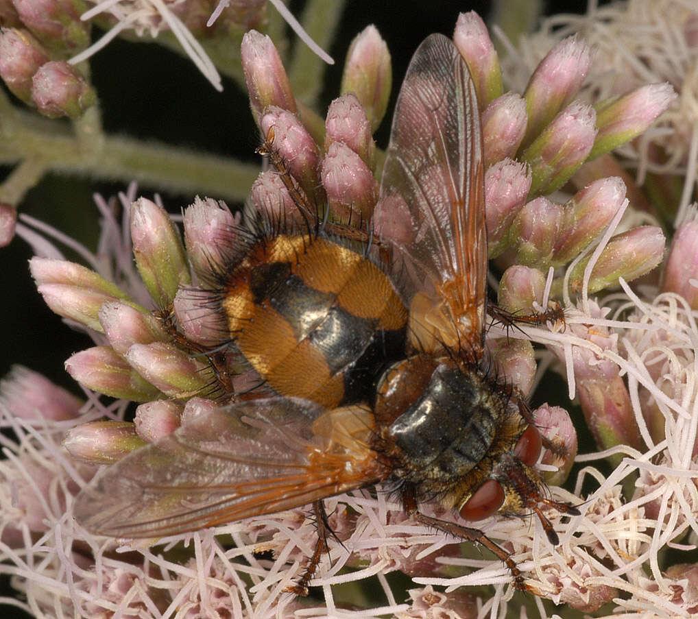 Image de Tachina fera (Linnaeus 1761)