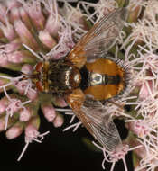 Image de Tachina fera (Linnaeus 1761)