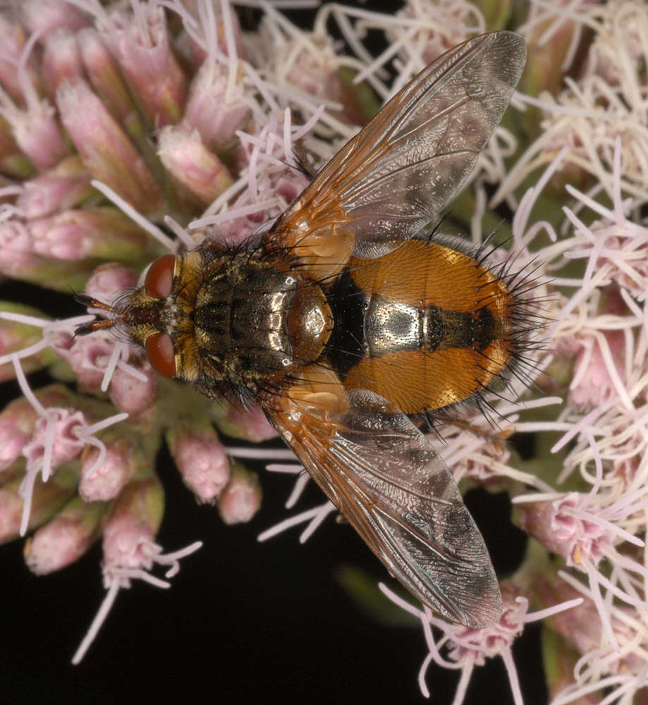 Image de Tachina fera (Linnaeus 1761)