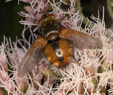 Image of Tachina fera (Linnaeus 1761)