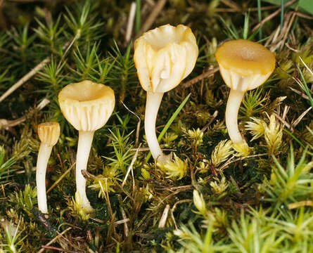 Imagem de Lichenomphalia umbellifera (L.) Redhead, Lutzoni, Moncalvo & Vilgalys 2002