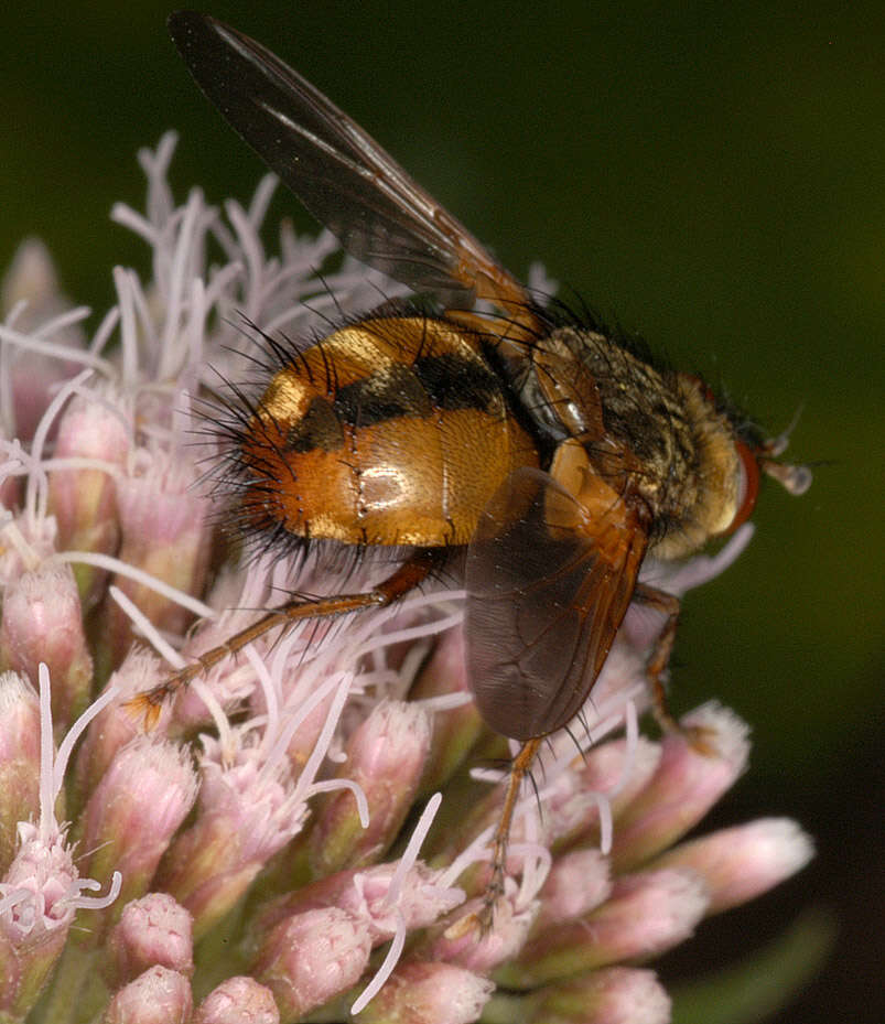 Image de Tachina fera (Linnaeus 1761)