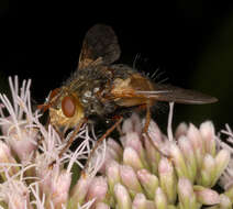 Image de Tachina fera (Linnaeus 1761)