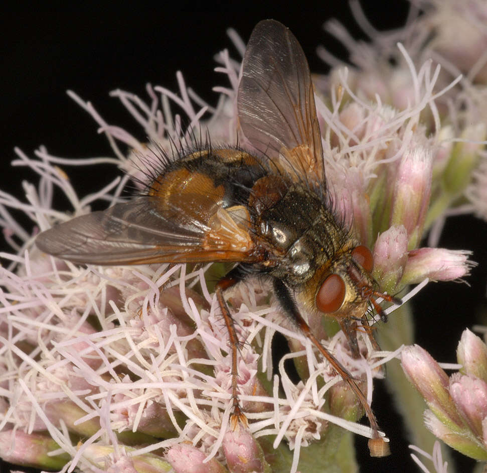 Image de Tachina fera (Linnaeus 1761)