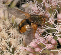 Image de Tachina fera (Linnaeus 1761)