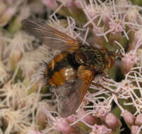 Image de Tachina fera (Linnaeus 1761)