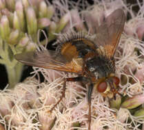 Image de Tachina fera (Linnaeus 1761)