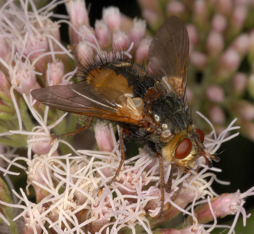 Image de Tachina fera (Linnaeus 1761)