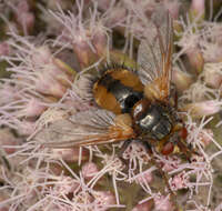 Image de Tachina fera (Linnaeus 1761)