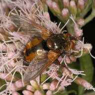 Image de Tachina fera (Linnaeus 1761)