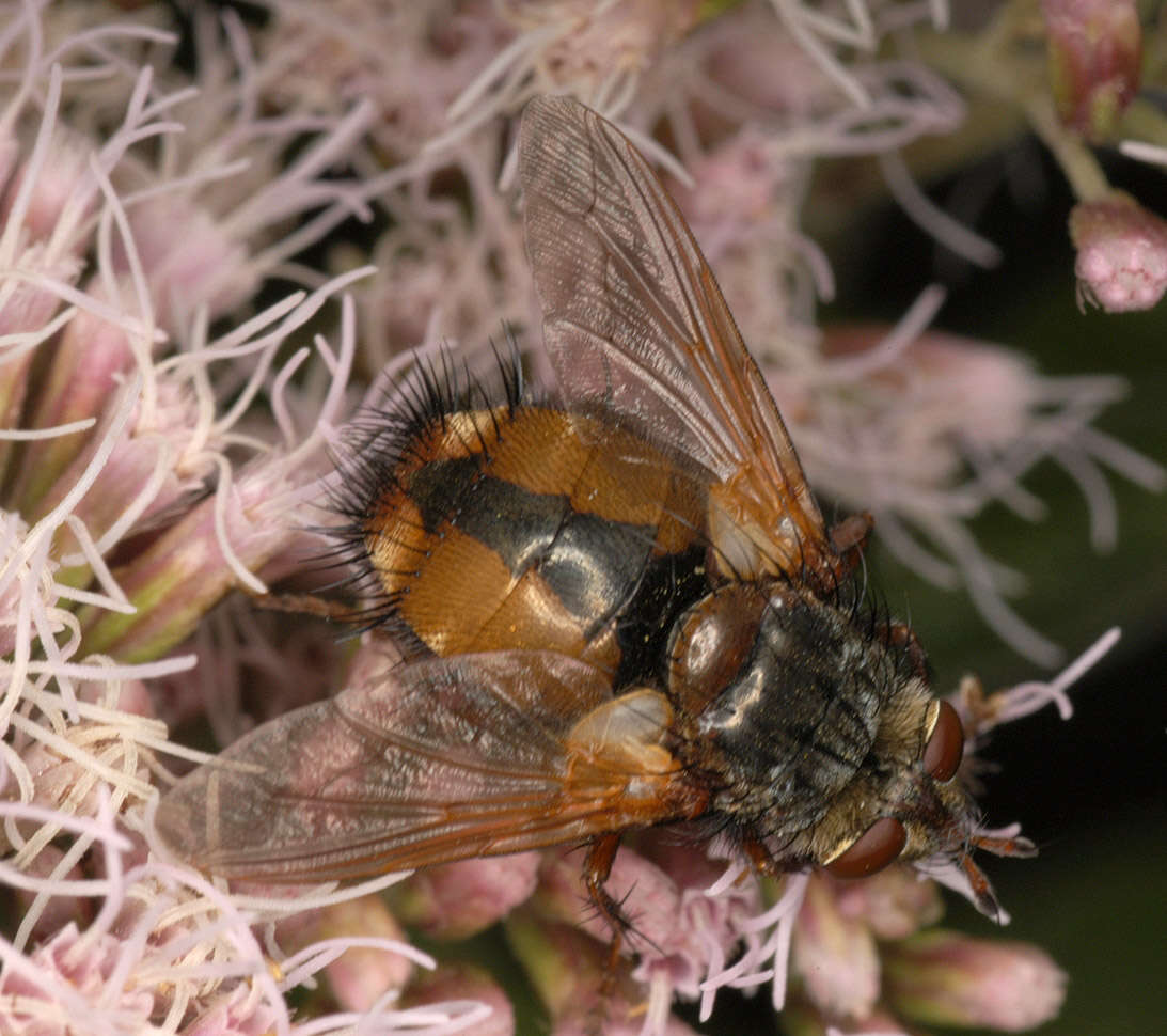 Image de Tachina fera (Linnaeus 1761)