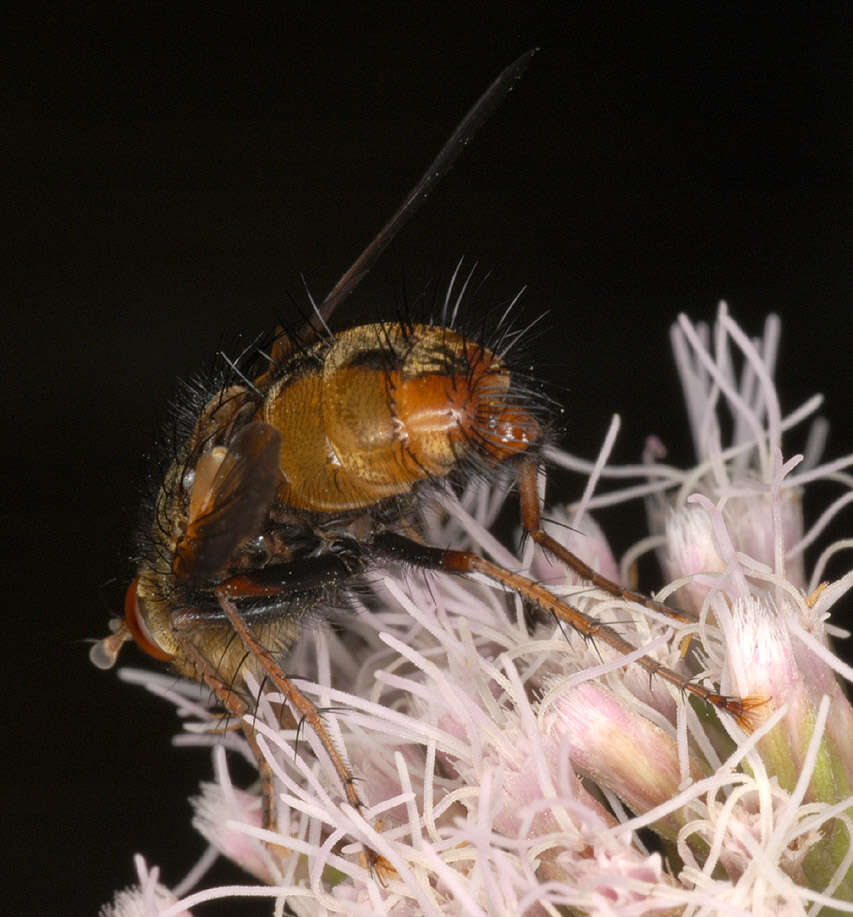 Image de Tachina fera (Linnaeus 1761)