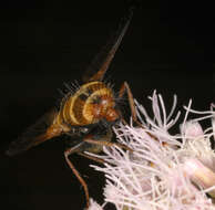 Image de Tachina fera (Linnaeus 1761)