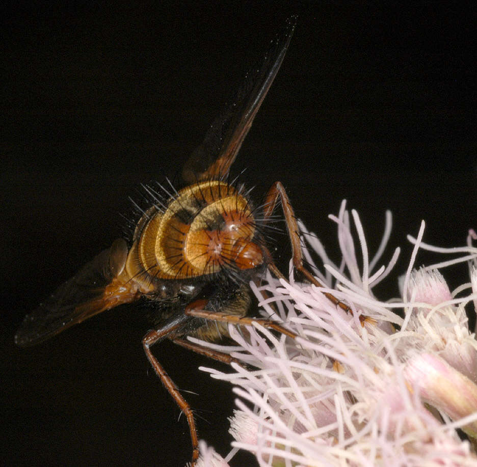 Image de Tachina fera (Linnaeus 1761)