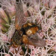 Image de Tachina fera (Linnaeus 1761)