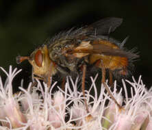 Image de Tachina fera (Linnaeus 1761)