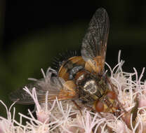 Image de Tachina fera (Linnaeus 1761)