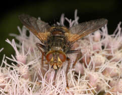 Image de Tachina fera (Linnaeus 1761)