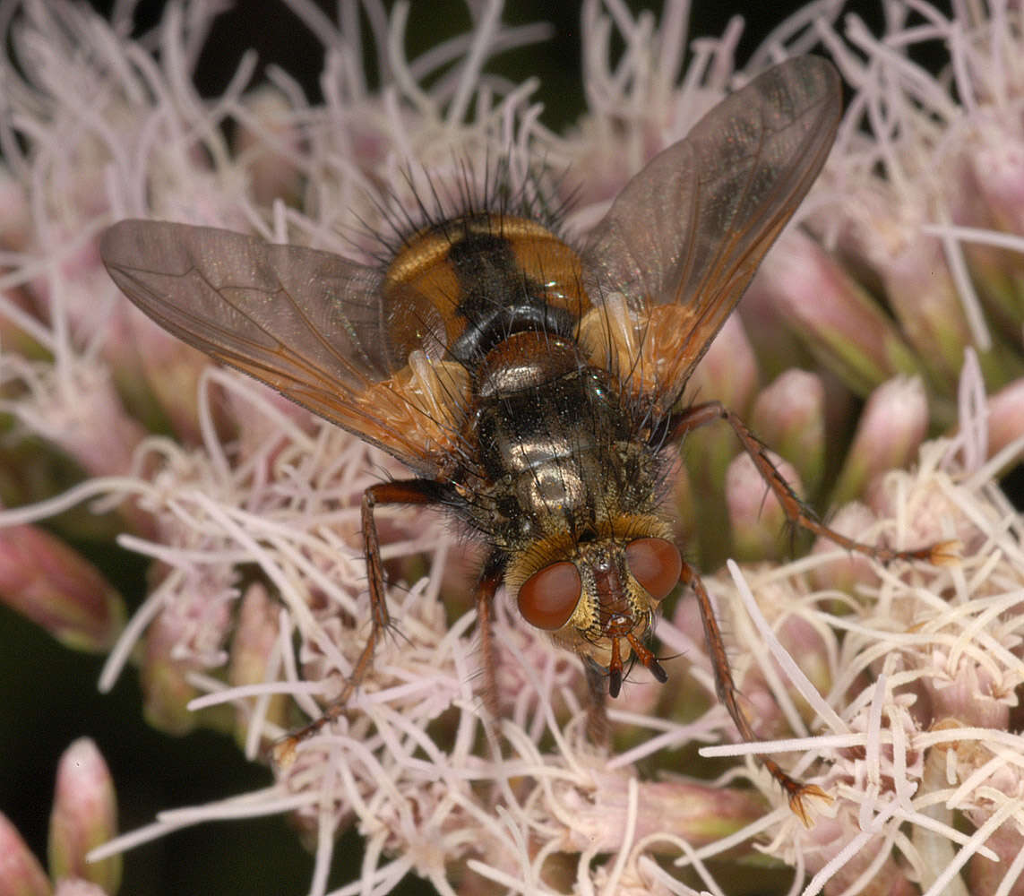 Image de Tachina fera (Linnaeus 1761)