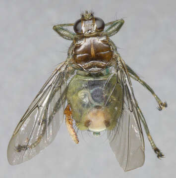 صورة Brueelia marginata (Burmeister 1838)