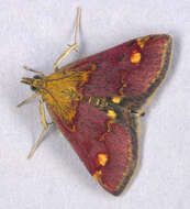 Image of Mint moth