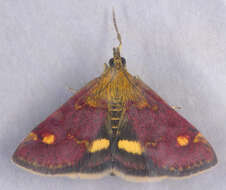 Image of Mint moth