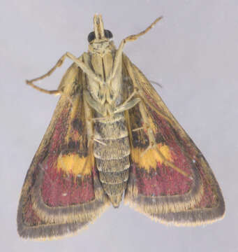 Image of Mint moth