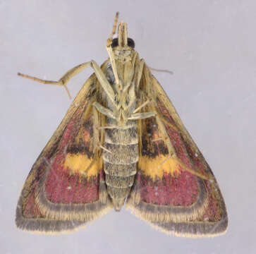 Image of Mint moth