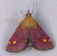 Image of Mint moth