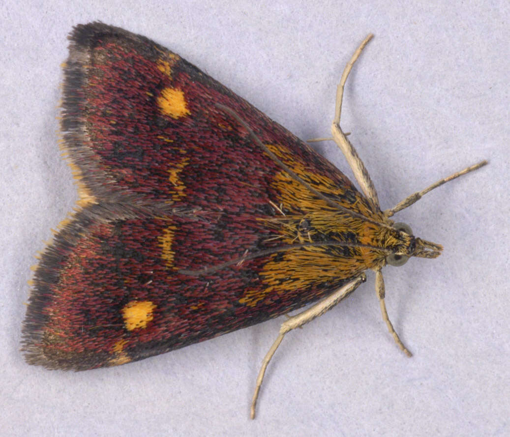 Image of Mint moth