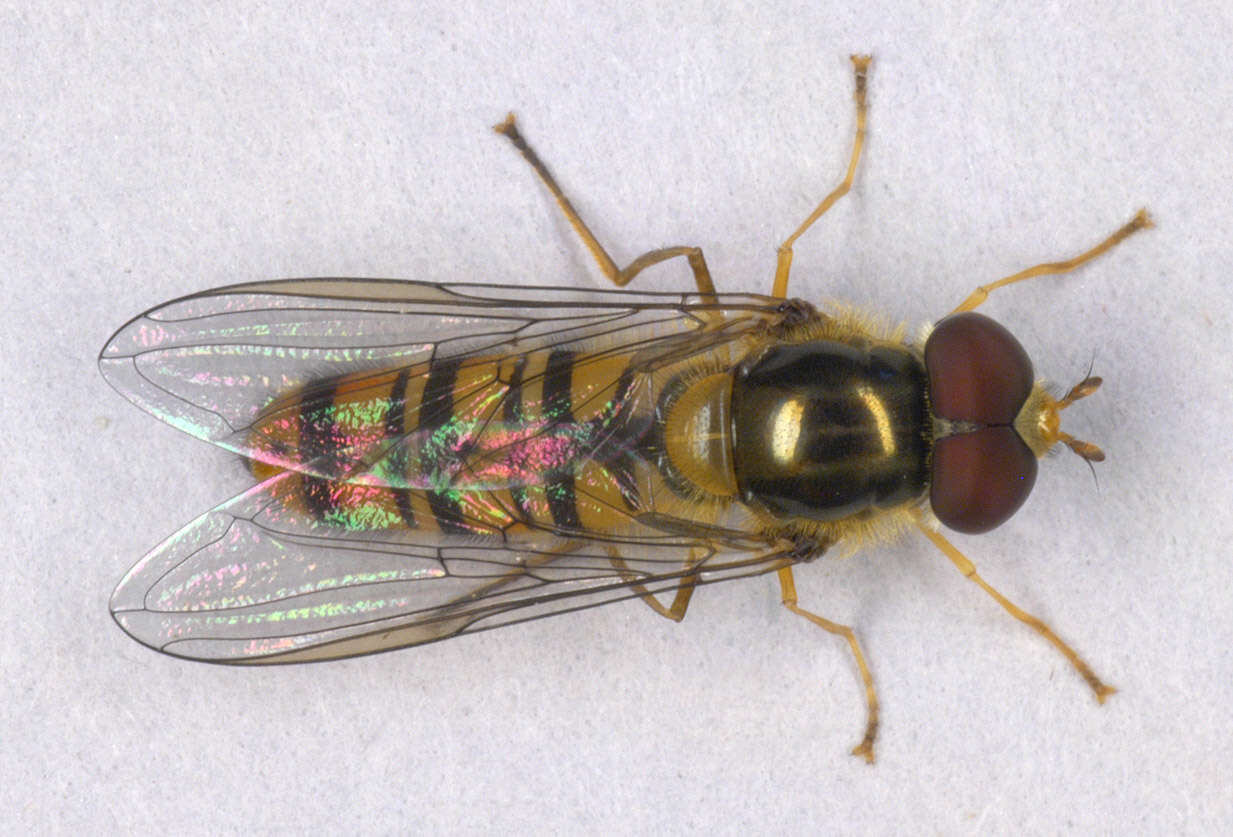 Image of Marmalade hoverfly
