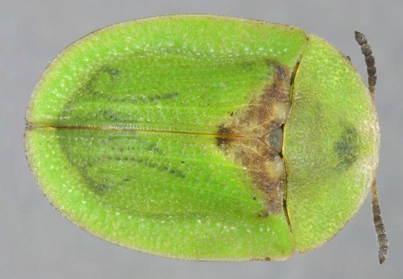 Image of thistle tortoise beetle