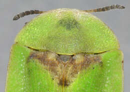 Image of thistle tortoise beetle