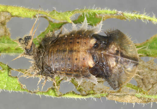 Image of thistle tortoise beetle