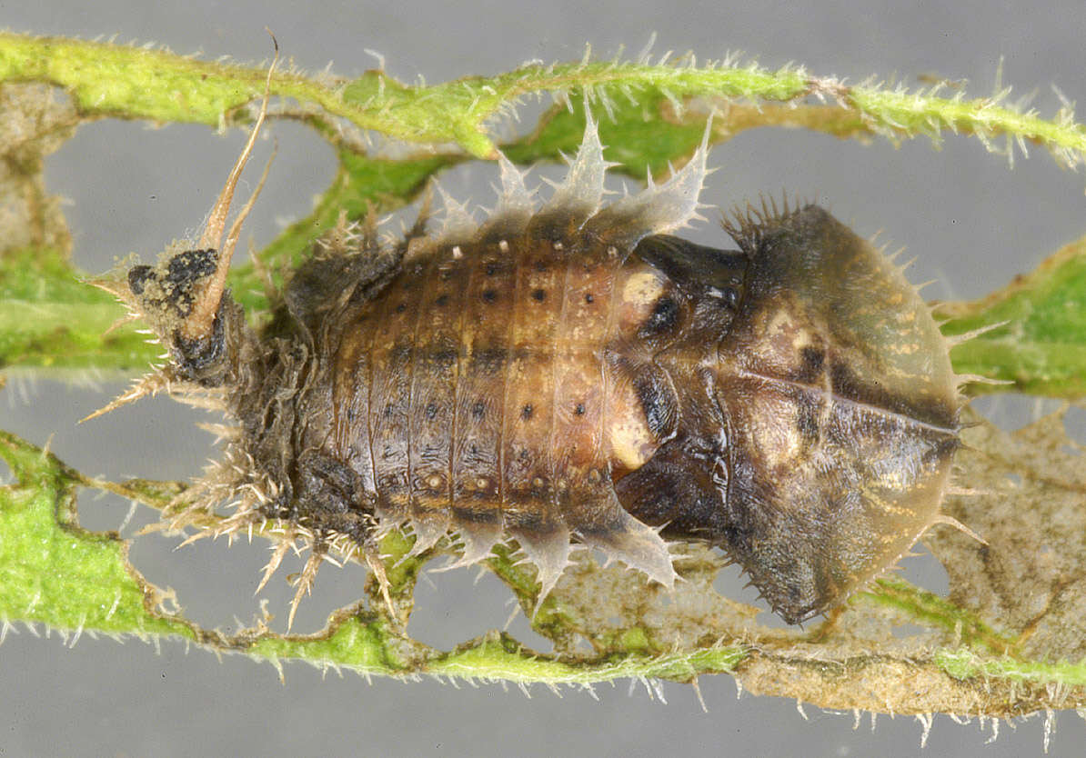 Image of thistle tortoise beetle