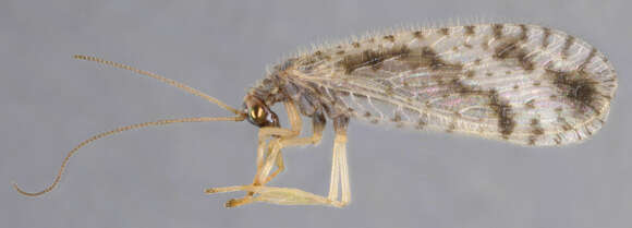 Image of Brown lacewing