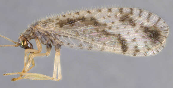 Image of Brown lacewing