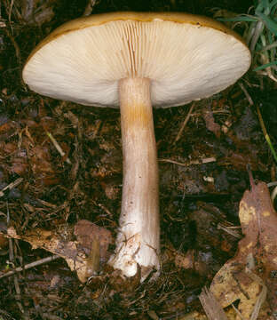 Image of Melanoleuca cognata (Fr.) Konrad & Maubl. 1927