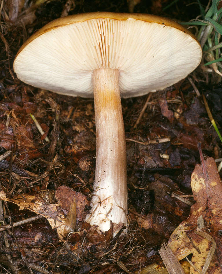 Image of Melanoleuca cognata (Fr.) Konrad & Maubl. 1927