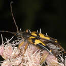 Image of Rutpela maculata ab apicalis