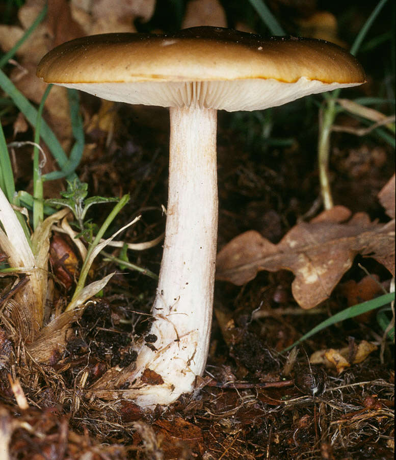 Image of Melanoleuca cognata (Fr.) Konrad & Maubl. 1927