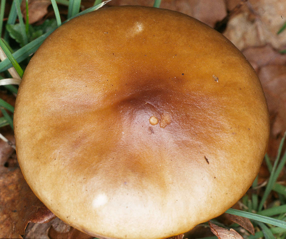 Image of Melanoleuca cognata (Fr.) Konrad & Maubl. 1927