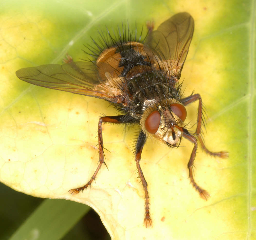 Image de Tachina fera (Linnaeus 1761)