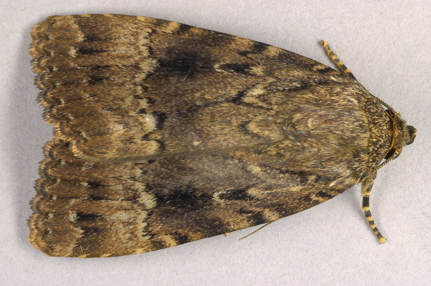 Image of copper underwing