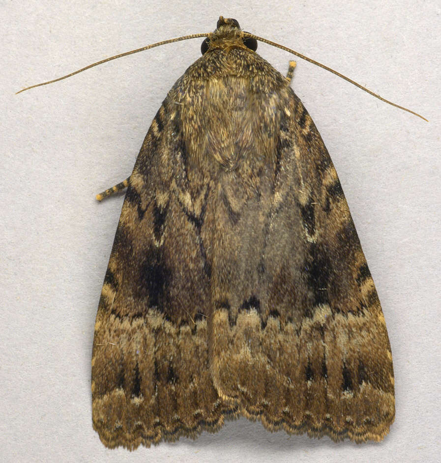 Image of copper underwing