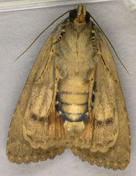 Image of copper underwing