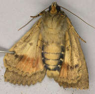 Image of copper underwing