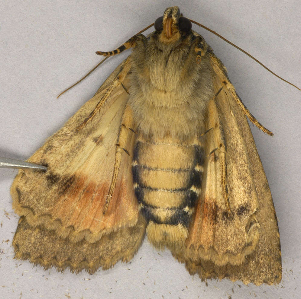 Image of copper underwing