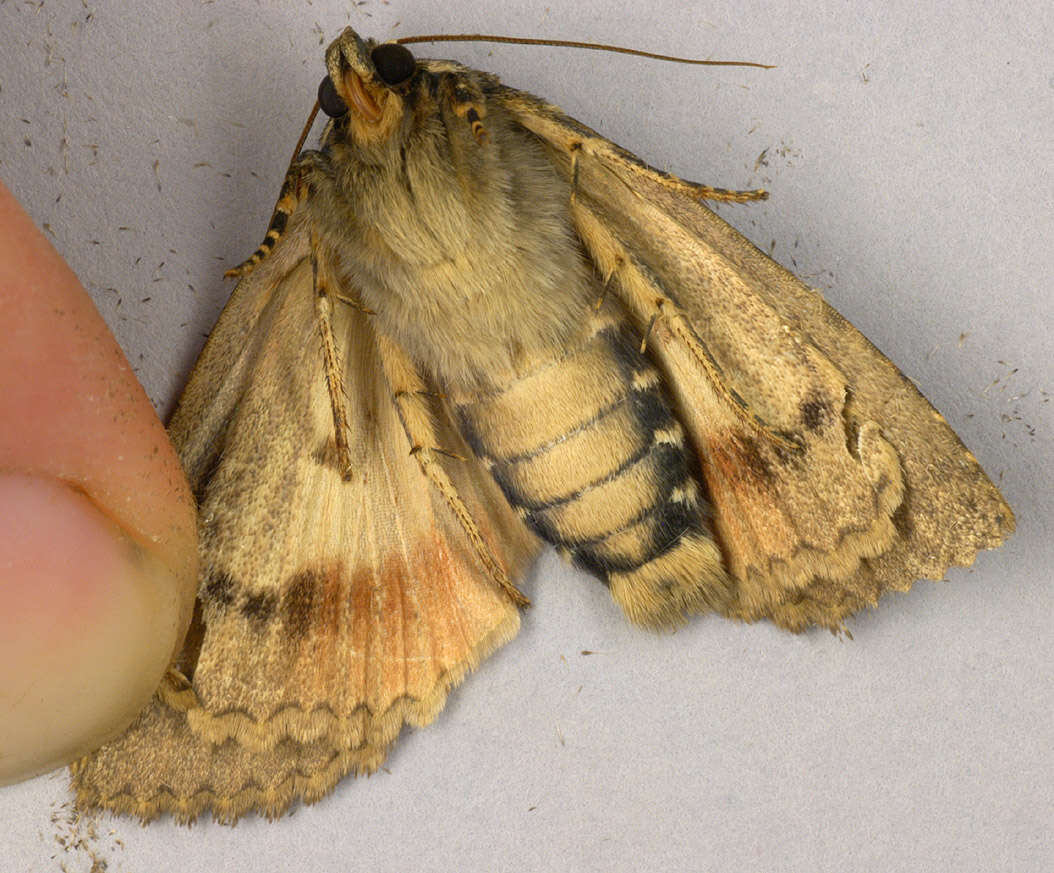 Image of copper underwing