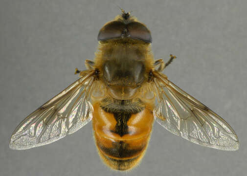 Image of drone fly